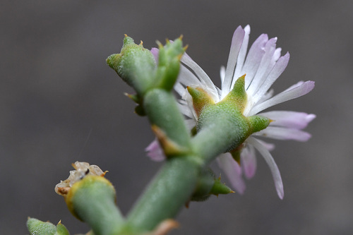 Mesembryanthemum articulatum Thunb. 3