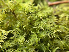 Hylocomium splendens