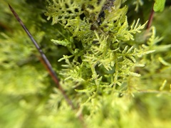 Hylocomium splendens