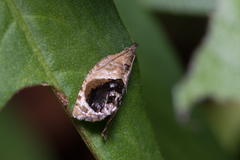 Acroceuthes metaxanthana