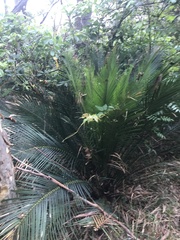 Macrozamia communis