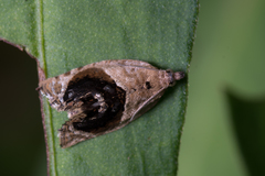 Acroceuthes metaxanthana