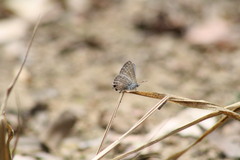 Theclinesthes onycha