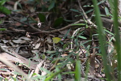 Eurema smilax