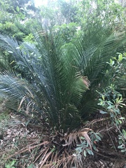 Macrozamia communis