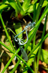 Pseudagrion