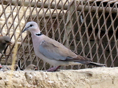 Streptopelia capicola damarensis