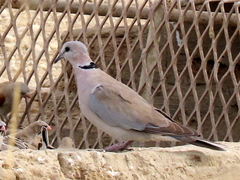 Streptopelia capicola damarensis