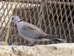 Streptopelia capicola damarensis