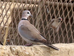 Streptopelia capicola damarensis