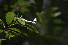 Psychonotis caelius