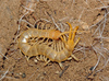 Dog-toothed Giant Centipede - Photo (c) Pavel Gorbunov, some rights reserved (CC BY-NC), uploaded by Pavel Gorbunov
