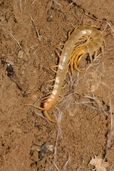 Scolopendra canidens