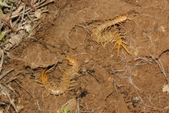 Scolopendra canidens