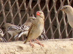 Quelea quelea lathamii