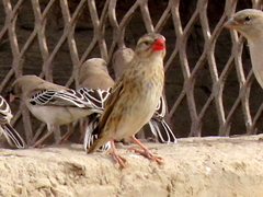 Quelea quelea lathamii