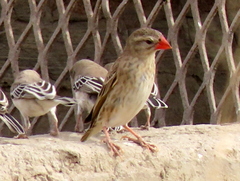 Quelea quelea lathamii