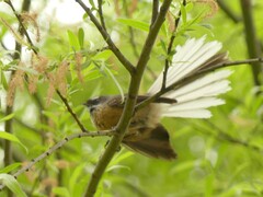 Rhipidura fuliginosa fuliginosa