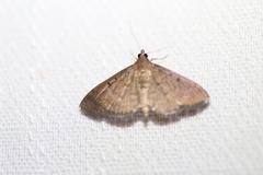 Herpetogramma licarsisalis