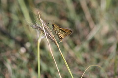 Taractrocera ina
