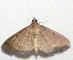 Herpetogramma licarsisalis