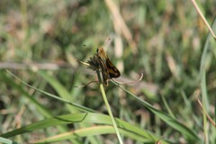 Taractrocera ina