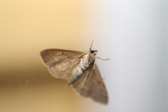 Herpetogramma licarsisalis