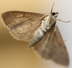 Herpetogramma licarsisalis