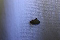 Herpetogramma licarsisalis