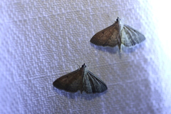 Herpetogramma licarsisalis