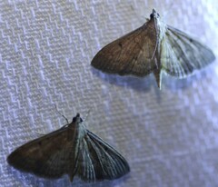Herpetogramma licarsisalis