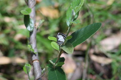 Psychonotis caelius