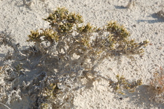 Nanophyton erinaceum
