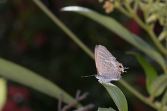 Theclinesthes onycha