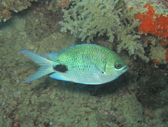 Abudefduf sparoides