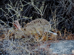 Lepus saxatilis