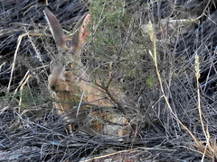 Lepus saxatilis
