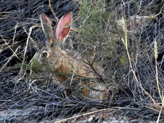 Lepus saxatilis