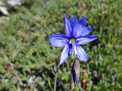 Geissorhiza lewisiae