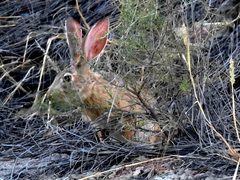 Lepus saxatilis