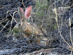 Lepus saxatilis