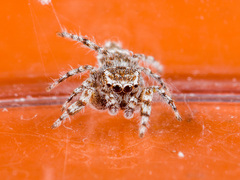 Pseudomogrus albocinctus