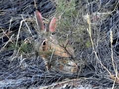 Lepus saxatilis