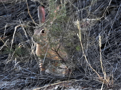 Lepus saxatilis