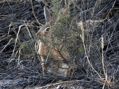 Lepus saxatilis