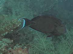 Acanthurus tennentii