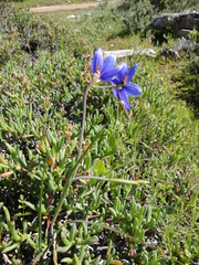 Geissorhiza lewisiae