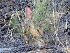 Lepus saxatilis