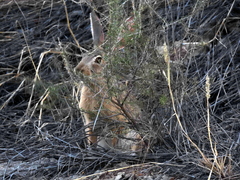 Lepus saxatilis