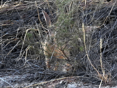 Lepus saxatilis